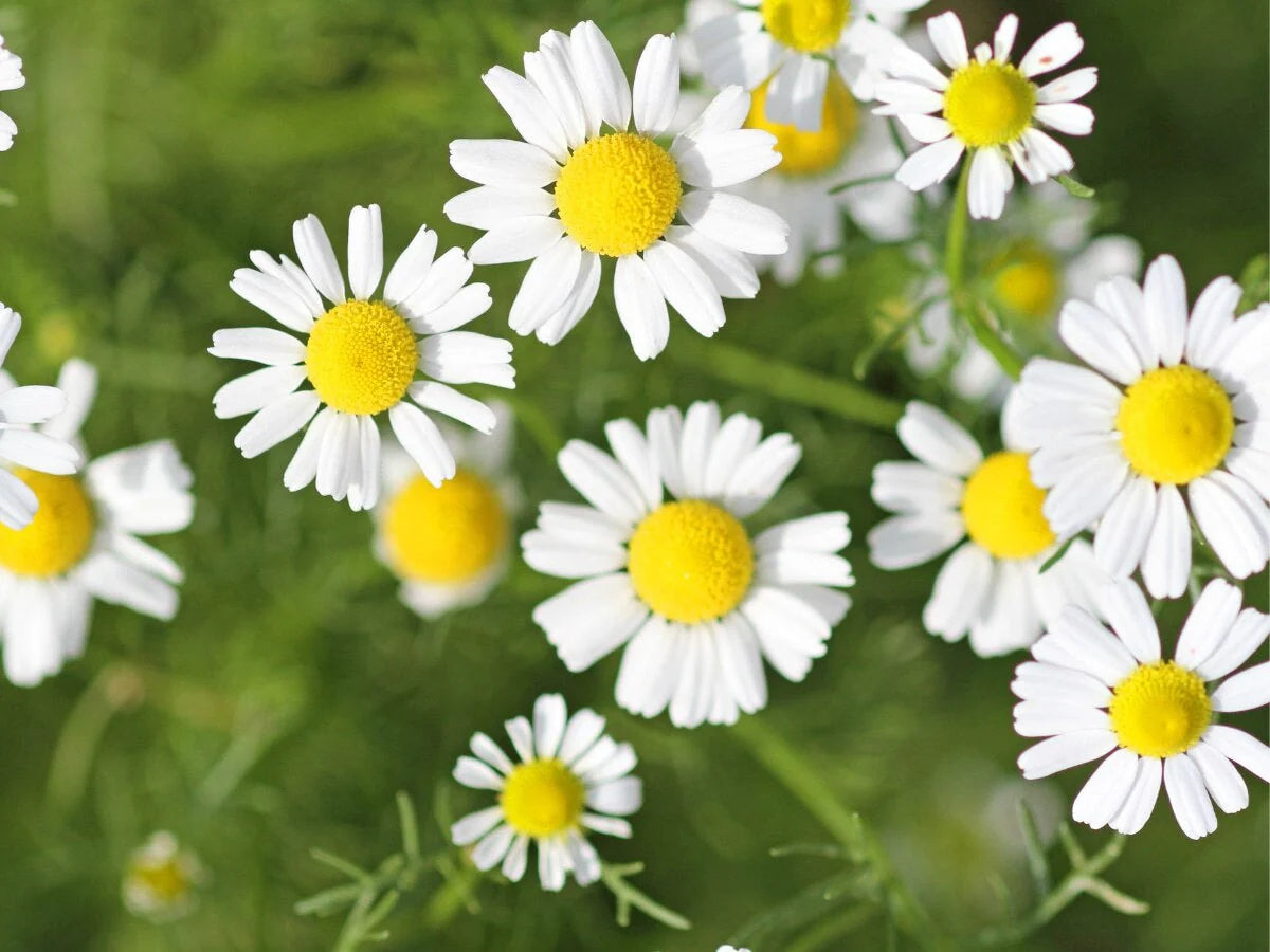 Wild Chamomile for Seb Natural Calming Serum